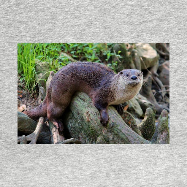 River Otter On A Log by Cynthia48